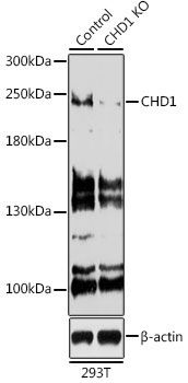 CHD1 Rabbit Polyclonal Antibody [KO Validated]
