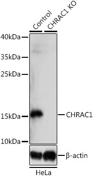 CHRAC1 Rabbit Polyclonal Antibody [KO Validated]