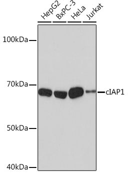 cIAP1 Rabbit Monoclonal Antibody [KO Validated]