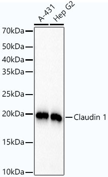 Claudin 1 Rabbit Monoclonal Antibody [KO Validated]