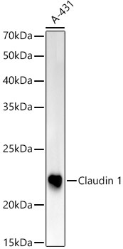 Claudin 1 Rabbit Polyclonal Antibody [KO Validated]