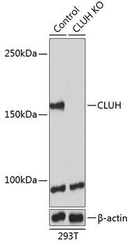 CLUH Rabbit Polyclonal Antibody [KO Validated]