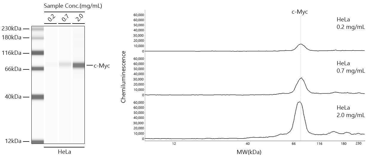 c-Myc Rabbit Monoclonal Antibody [KO Validated]