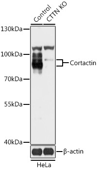 Cortactin Rabbit Polyclonal Antibody [KO Validated]