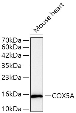 COX5A Rabbit Polyclonal Antibody [KO Validated]