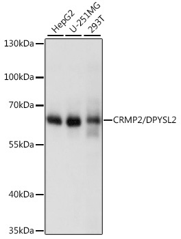 CRMP2/DPYSL2 Rabbit Polyclonal Antibody [KO Validated]