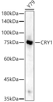 CRY1 Rabbit Polyclonal Antibody [KO Validated]