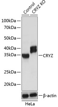 CRYZ Rabbit Polyclonal Antibody [KO Validated]