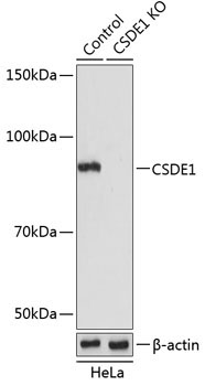 CSDE1 Rabbit Polyclonal Antibody [KO Validated]