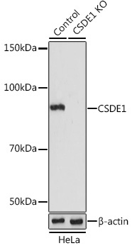 CSDE1 Rabbit Polyclonal Antibody [KO Validated]