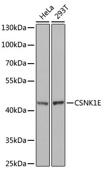 CSNK1E Rabbit Polyclonal Antibody [KO Validated]