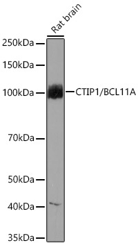 CTIP1/BCL11A Rabbit Monoclonal Antibody [KO Validated]