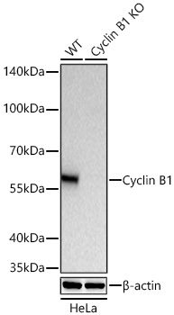 Cyclin B1 Rabbit Monoclonal Antibody [KO Validated]