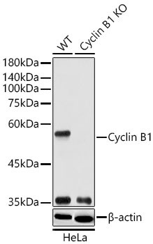 Cyclin B1 Rabbit Polyclonal Antibody [KO Validated]