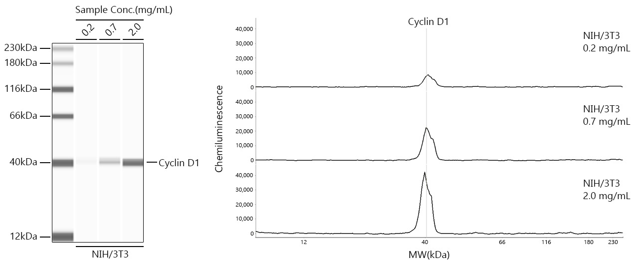 Cyclin D1 Rabbit Monoclonal Antibody [KO Validated]