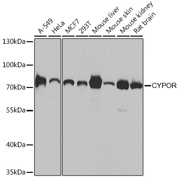 CYPOR Rabbit Polyclonal Antibody [KO Validated]