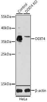 DDIT4 Rabbit Polyclonal Antibody [KO Validated]