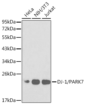 DJ-1/PARK7 Rabbit Polyclonal Antibody [KO Validated]