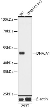 DNAJA1 Rabbit Polyclonal Antibody [KO Validated]