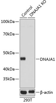 DNAJA1 Rabbit Polyclonal Antibody [KO Validated]