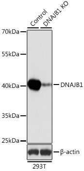 DNAJB1 Rabbit Polyclonal Antibody [KO Validated]