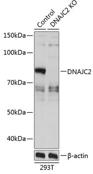 DNAJC2 Rabbit Polyclonal Antibody [KO Validated]