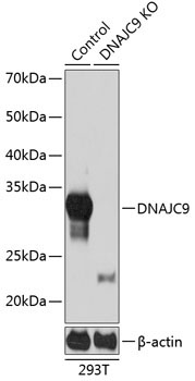 DNAJC9 Rabbit Polyclonal Antibody [KO Validated]