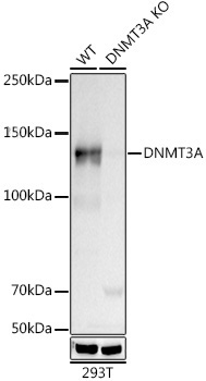 DNMT3A Rabbit Monoclonal Antibody [KO Validated]