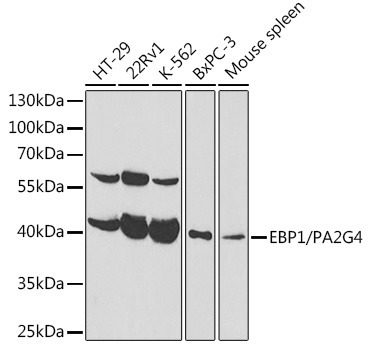 EBP1/PA2G4  Rabbit Polyclonal Antibody [KO Validated]
