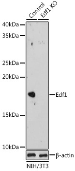 Edf1 Rabbit Polyclonal Antibody [KO Validated]