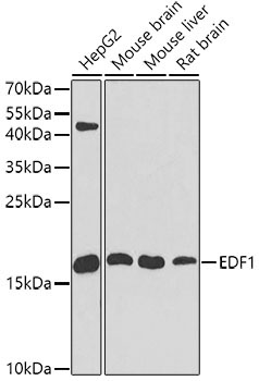 EDF1 Rabbit Polyclonal Antibody [KO Validated]