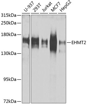 EHMT2 Rabbit Polyclonal Antibody [KO Validated]