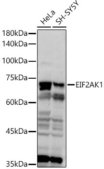 EIF2AK1 Rabbit Polyclonal Antibody [KO Validated]