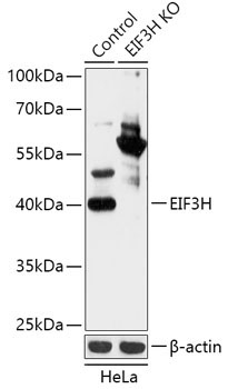 EIF3H Rabbit Polyclonal Antibody [KO Validated]