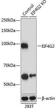 EIF4G2/p97 Rabbit Polyclonal Antibody [KO Validated]