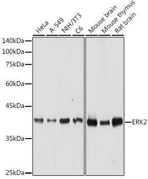ERK2 Rabbit Polyclonal Antibody [KO Validated]