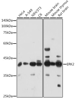 ERK2 Rabbit Polyclonal Antibody [KO Validated]