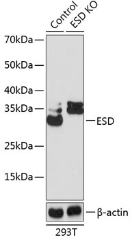 ESD Rabbit Polyclonal Antibody [KO Validated]