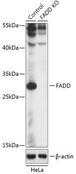 FADD Rabbit Polyclonal Antibody [KO Validated]