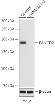 FANCD2 Rabbit Polyclonal Antibody [KO Validated]
