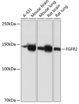 FGFR2 Rabbit Monoclonal Antibody [KO Validated]
