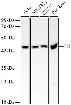 FH Rabbit Polyclonal Antibody [KO Validated]