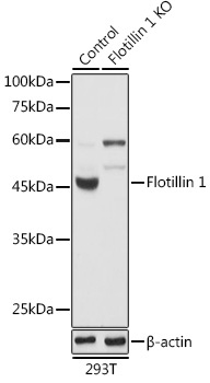 Flotillin 1 Rabbit Polyclonal Antibody [KO Validated]