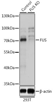 FUS Rabbit Polyclonal Antibody [KO Validated]