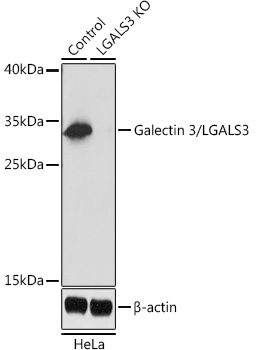 Galectin 3/LGALS3 Rabbit Polyclonal Antibody [KO Validated]