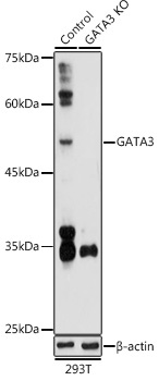 GATA3 Rabbit Polyclonal Antibody [KO Validated]