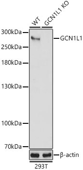 GCN1L1 Rabbit Polyclonal Antibody [KO Validated]