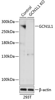 GCN1L1 Rabbit Polyclonal Antibody [KO Validated]