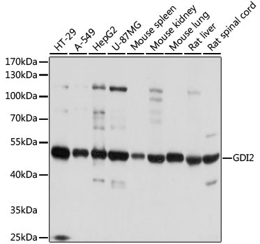 GDI2 Rabbit Polyclonal Antibody [KO Validated]