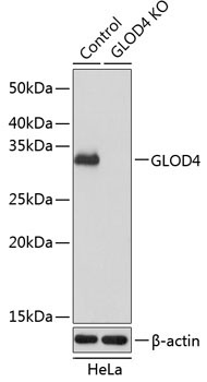 GLOD4 Rabbit Polyclonal Antibody [KO Validated]